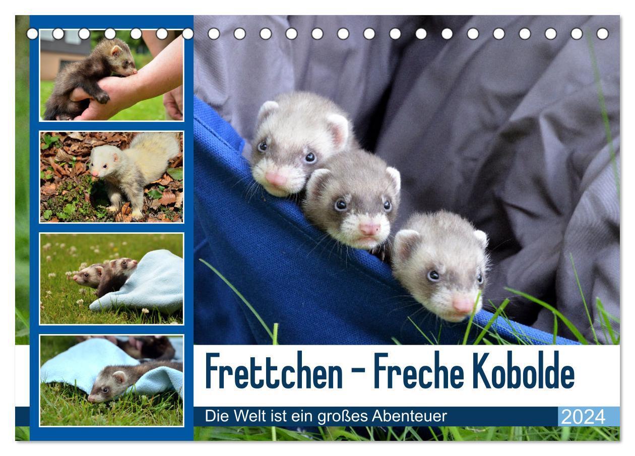 Cover: 9783675979611 | Frettchen - Freche Kobolde (Tischkalender 2024 DIN A5 quer),...