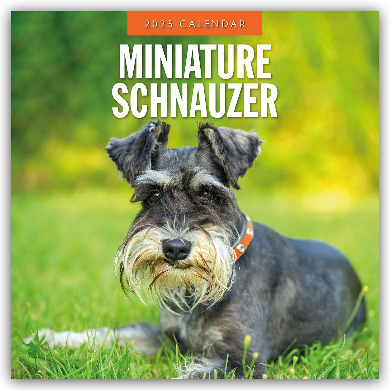 Cover: 9781804424889 | Miniature Schnauzer - Zwergschnauzer 2025 - 16-Monatskalender | Red