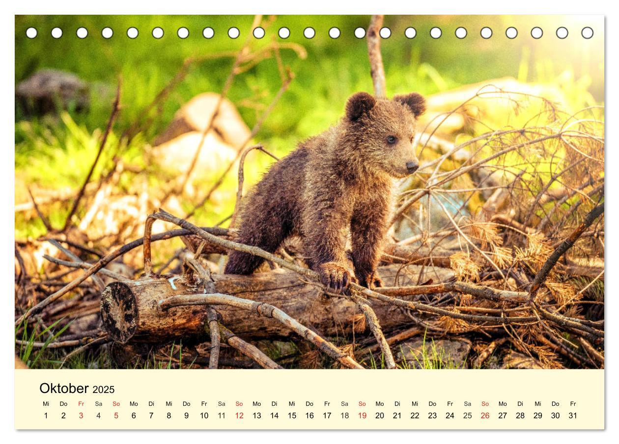 Bild: 9783435175086 | Scheue Wildtiere in heimischen Wäldern und Bergen (Tischkalender...