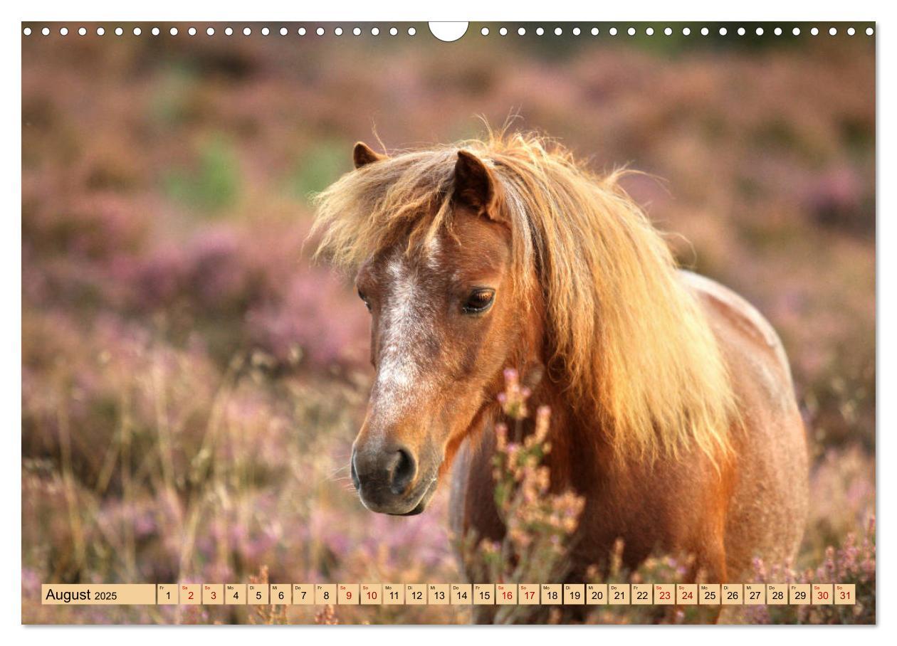 Bild: 9783435367023 | Ponys, die starken Persönlichkeiten (Wandkalender 2025 DIN A3...