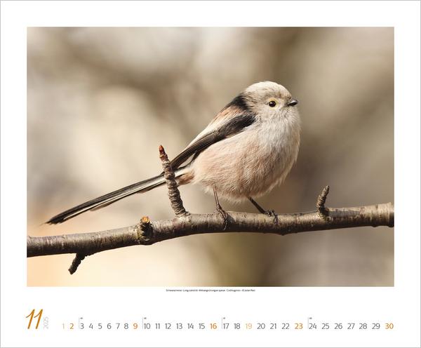 Bild: 9783731879275 | WaldLife 2025 | Verlag Korsch | Kalender | 14 S. | Deutsch | 2025