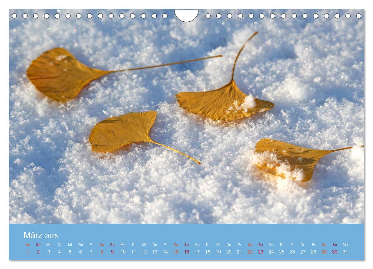 Bild: 9783435304981 | Geliebter Ginkgo (Wandkalender 2025 DIN A4 quer), CALVENDO...