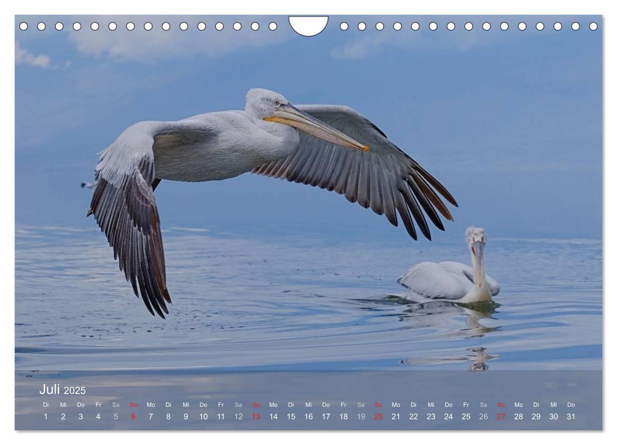 Bild: 9783435699759 | Pelikan-Kalender (Wandkalender 2025 DIN A4 quer), CALVENDO...