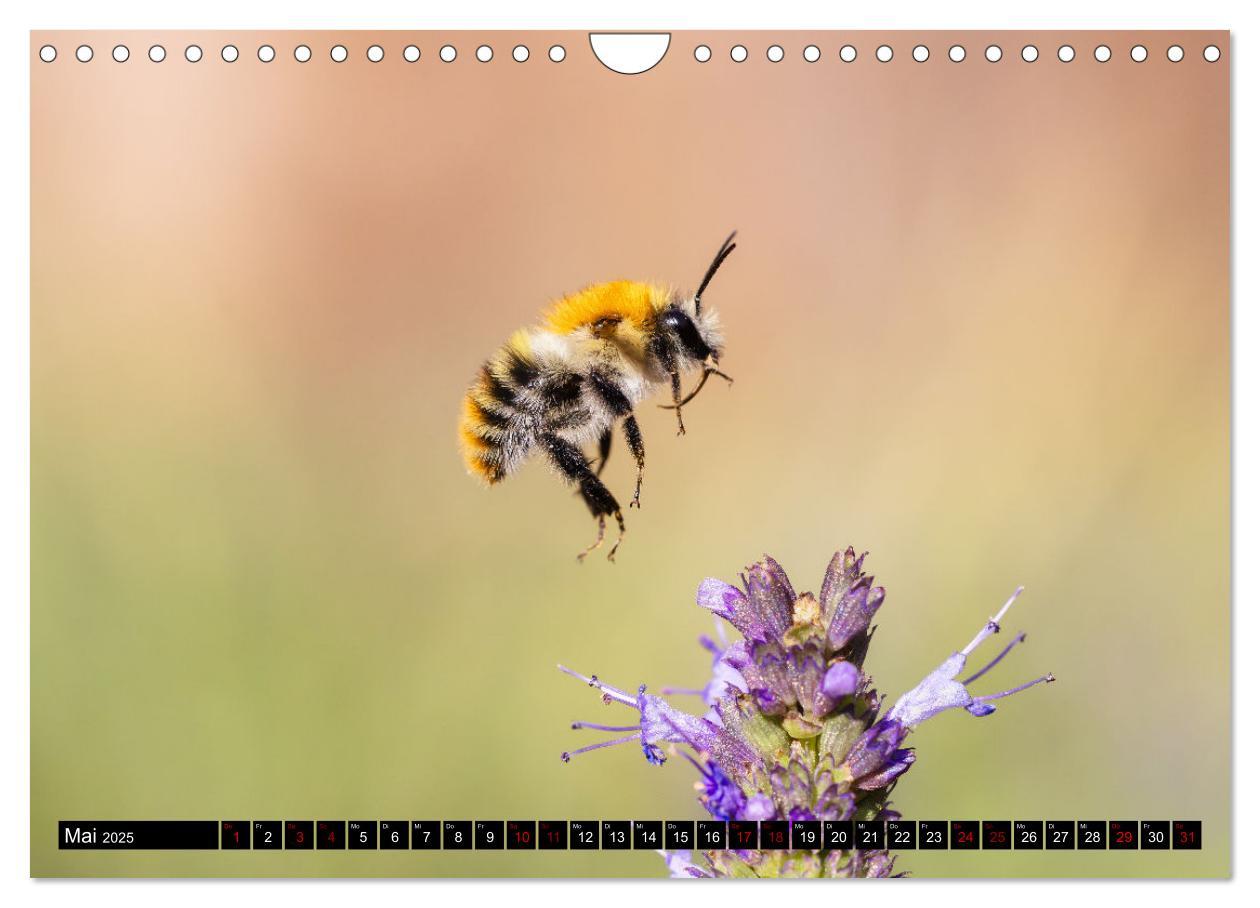 Bild: 9783383839030 | Hummeln - Flugaufnahmen eines faszinierenden Insekts (Wandkalender...