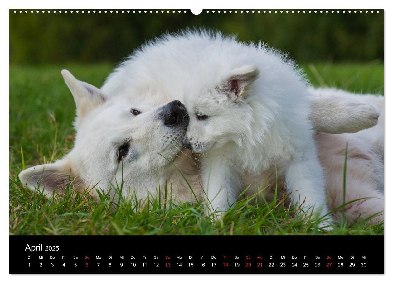 Bild: 9783435758722 | Weißer Schweizer Schäferhund - Ein Tag im Leben einer Hundefamilie...