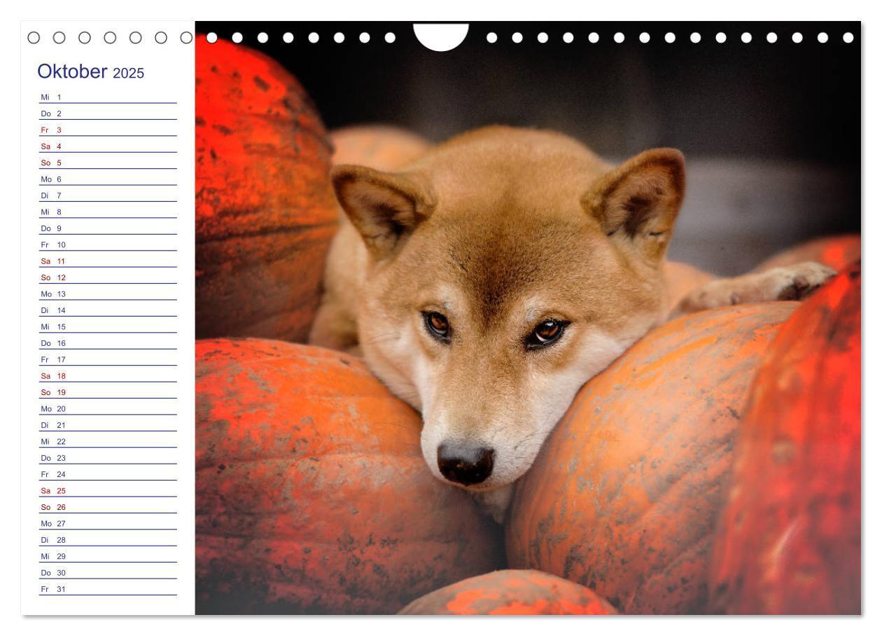 Bild: 9783435102235 | Japans Seelenhunde (Wandkalender 2025 DIN A4 quer), CALVENDO...