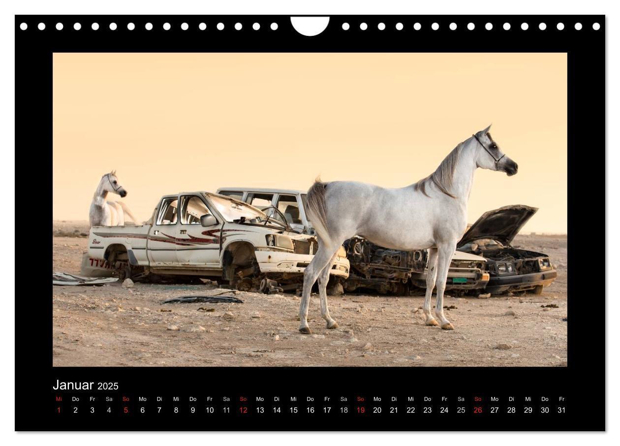 Bild: 9783435789719 | Vollblutaraber (Wandkalender 2025 DIN A4 quer), CALVENDO...