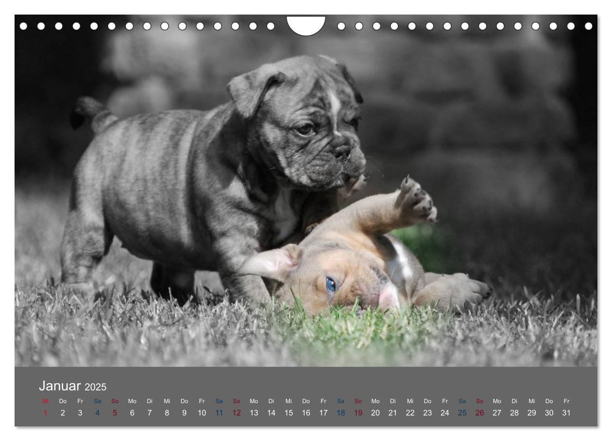 Bild: 9783435761524 | Bulldoggen-Zwerge (Wandkalender 2025 DIN A4 quer), CALVENDO...