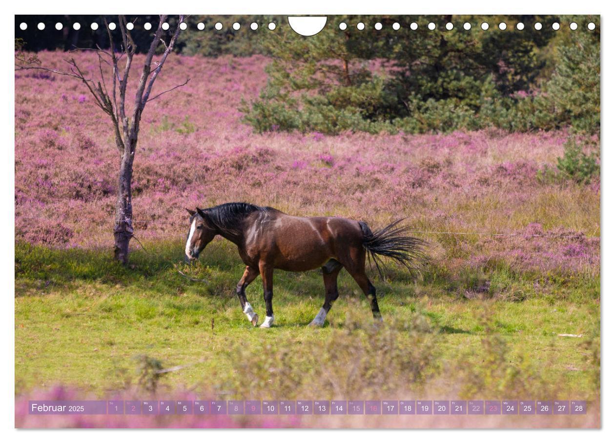 Bild: 9783383831249 | Im Blütenrausch der Lüneburger Heide (Wandkalender 2025 DIN A4...