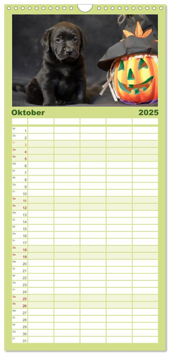 Bild: 9783457110102 | Familienplaner 2025 - Labrador Welpen mit 5 Spalten (Wandkalender,...