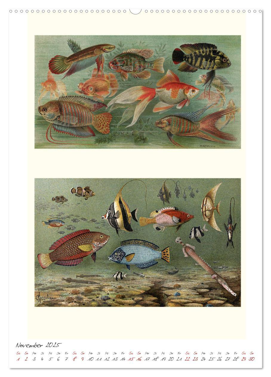 Bild: 9783435978236 | Formenspiele der Evolution. Chromolithographien des 19....