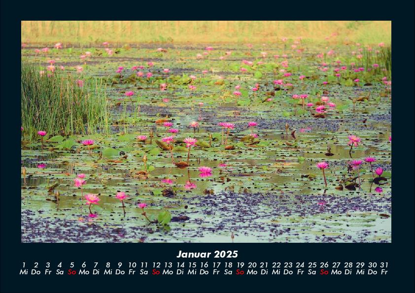 Bild: 9783755981671 | Rosen-Kalender 2025 Fotokalender DIN A4 | Tobias Becker | Kalender