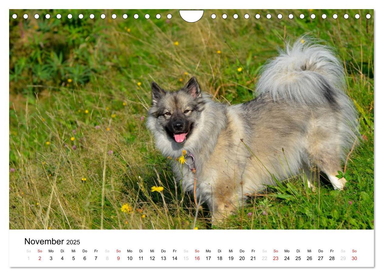 Bild: 9783435805457 | Der Wolfsspitz (Wandkalender 2025 DIN A4 quer), CALVENDO...