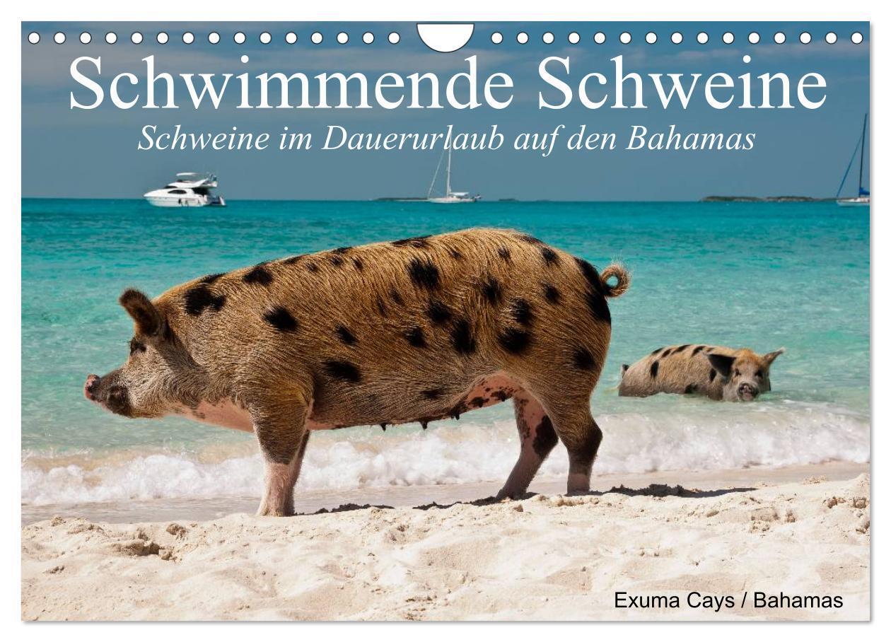 Cover: 9783675578319 | Schwimmende Schweine (Wandkalender 2024 DIN A4 quer), CALVENDO...
