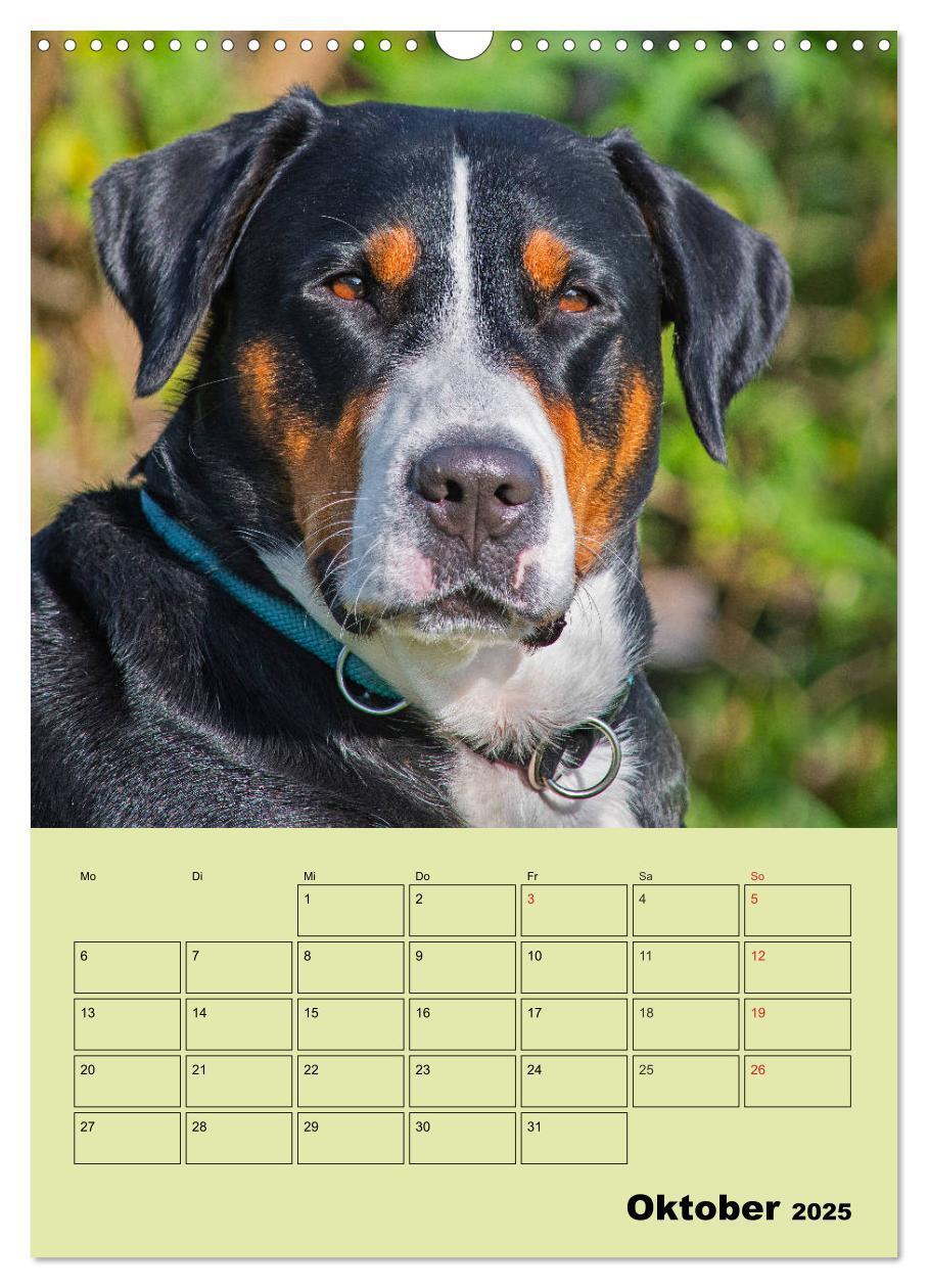 Bild: 9783435960057 | Familienplaner Großer Schweizer Sennenhund (Wandkalender 2025 DIN...