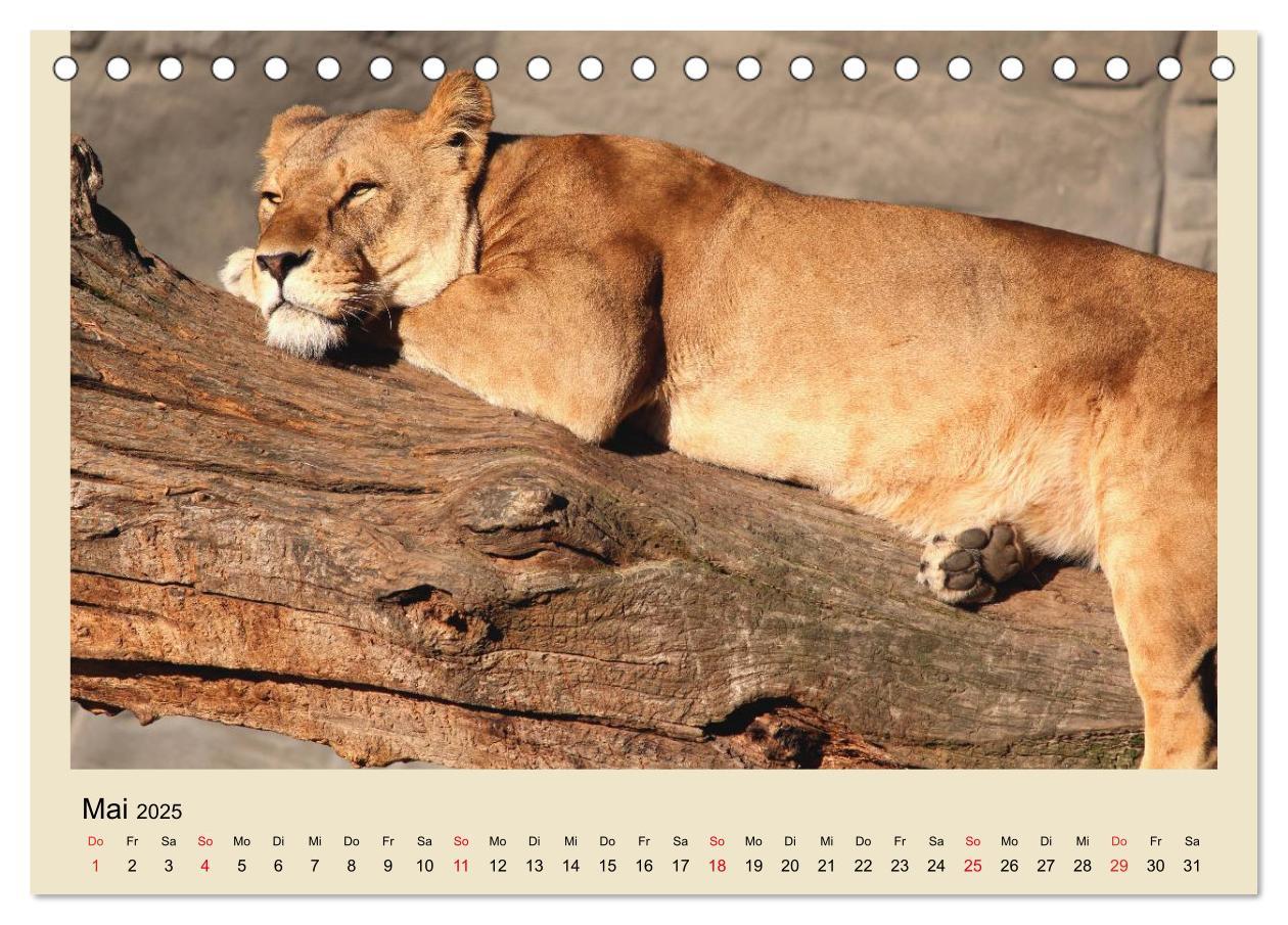 Bild: 9783435756759 | Löwen im Tierpark Hagenbeck (Tischkalender 2025 DIN A5 quer),...