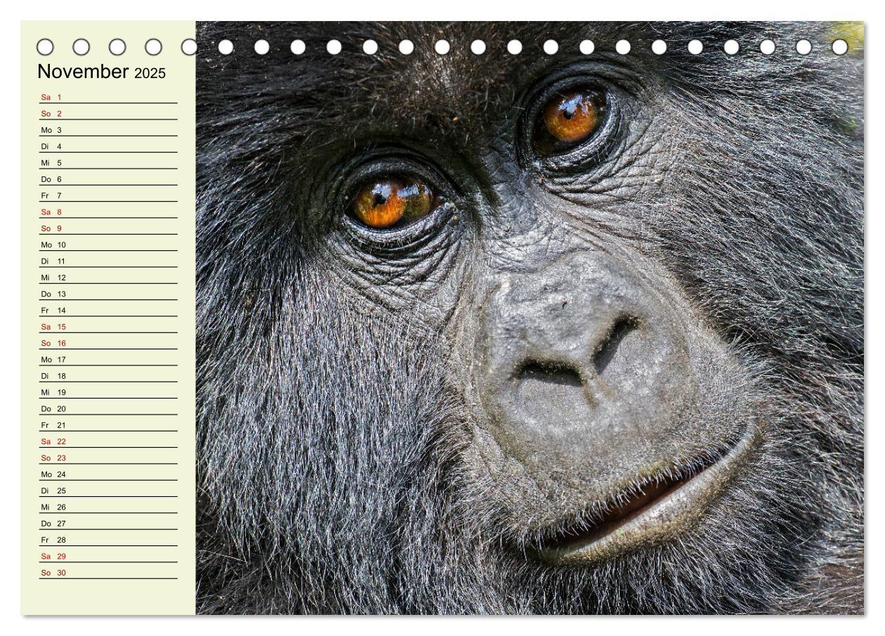 Bild: 9783435118489 | Berggorillas im Herzen Afrikas (Tischkalender 2025 DIN A5 quer),...