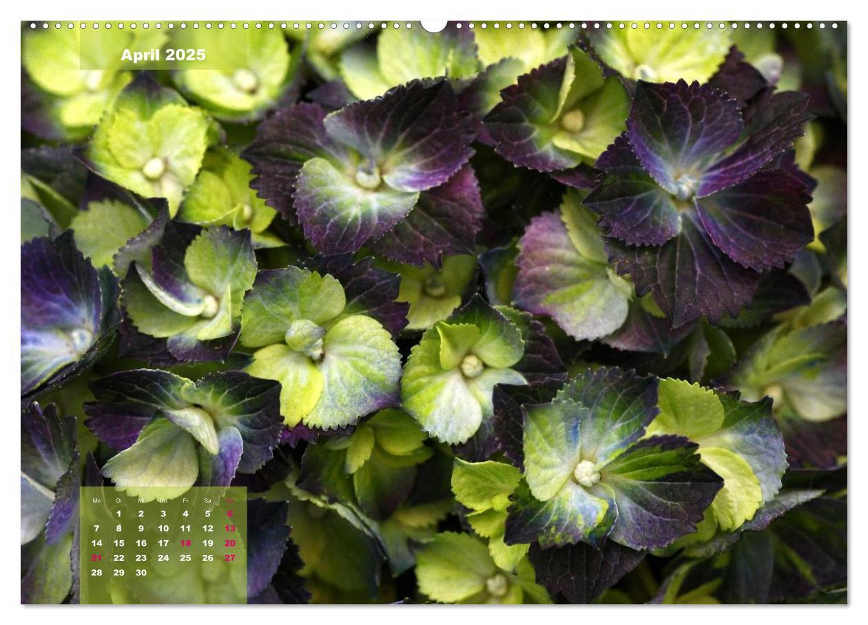 Bild: 9783435650651 | Himmlische Hortensien (Wandkalender 2025 DIN A2 quer), CALVENDO...