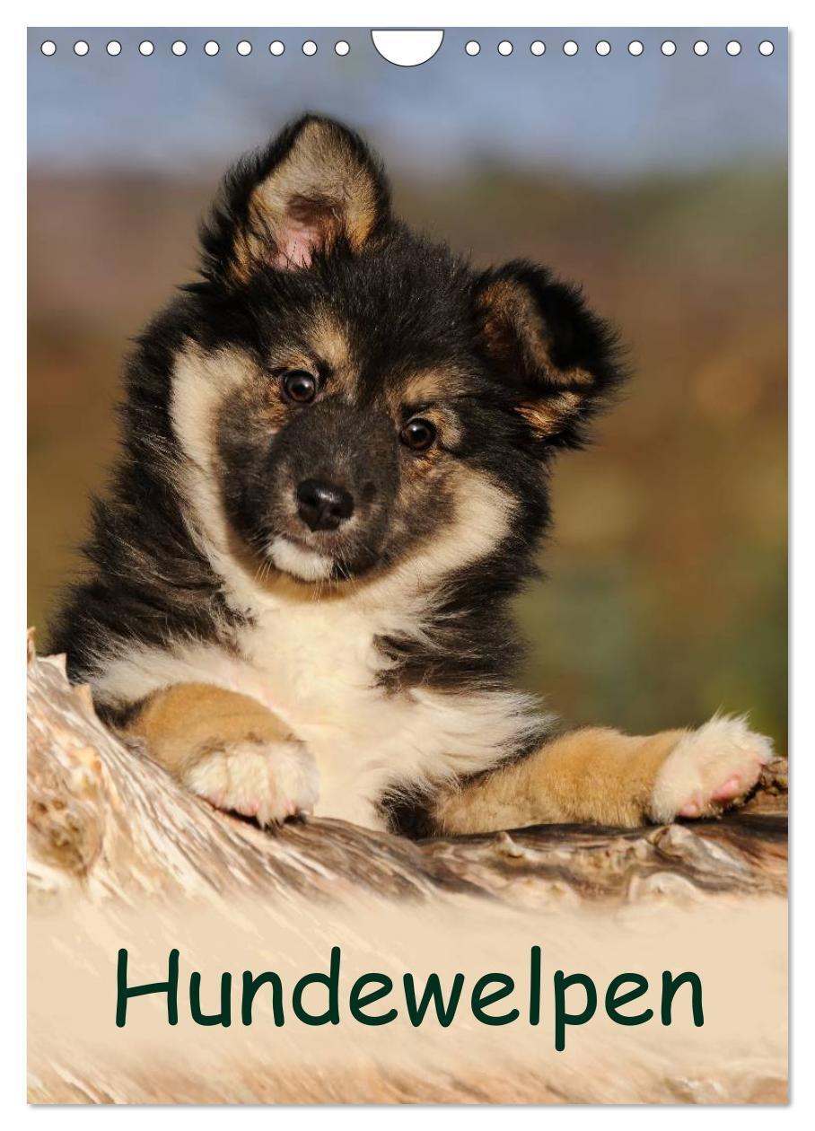 Cover: 9783675479883 | Hundewelpen (Wandkalender 2024 DIN A4 hoch), CALVENDO Monatskalender