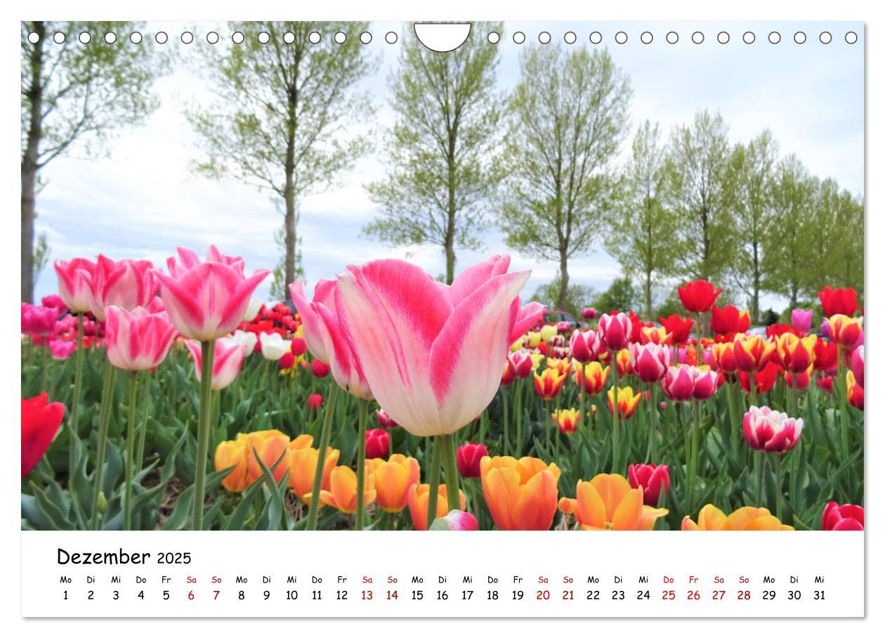 Bild: 9783435261840 | Tulpenblüte in Flevoland 2025 (Wandkalender 2025 DIN A4 quer),...