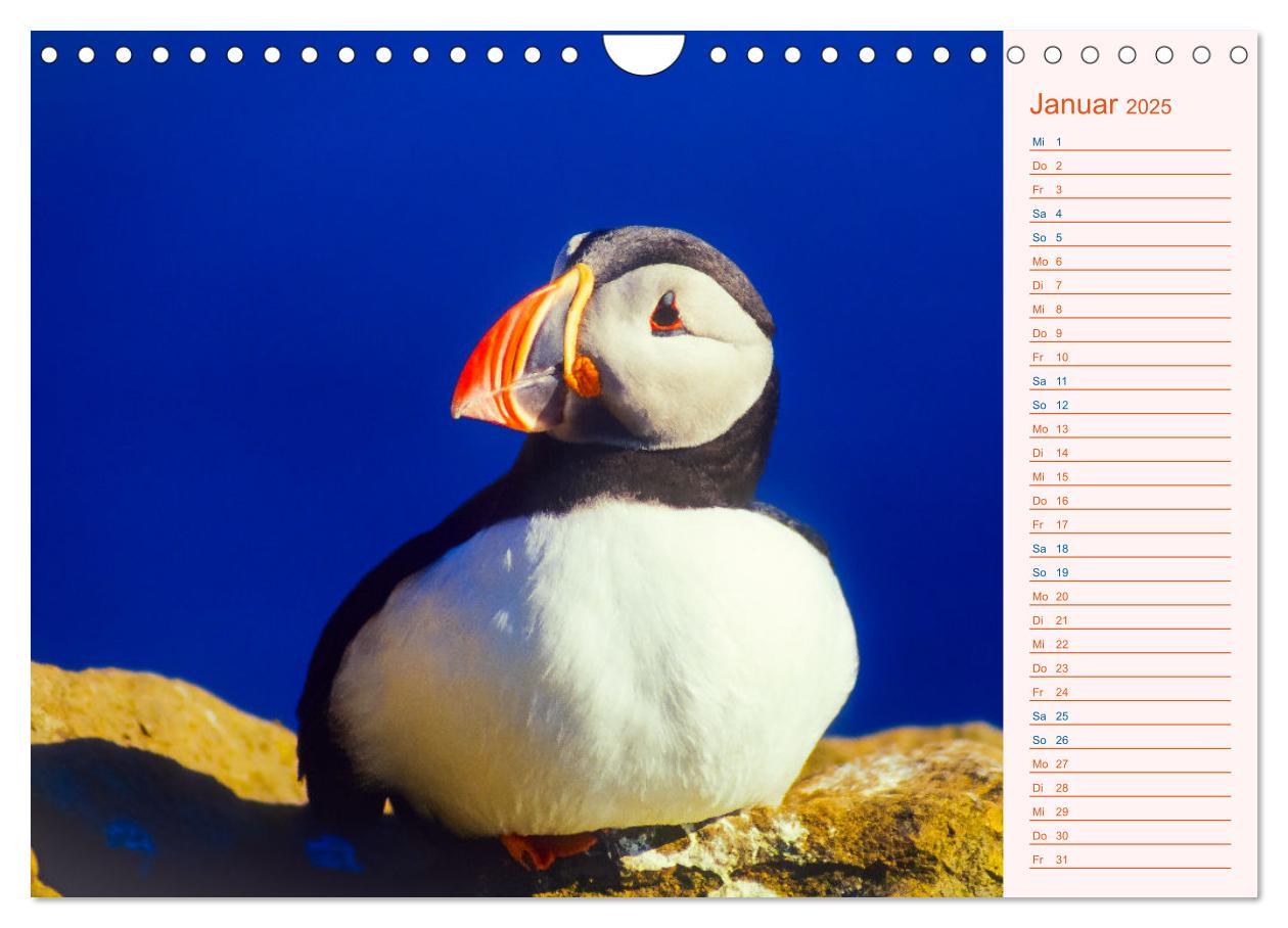 Bild: 9783435064489 | Papageitaucher auf Island (Wandkalender 2025 DIN A4 quer), CALVENDO...