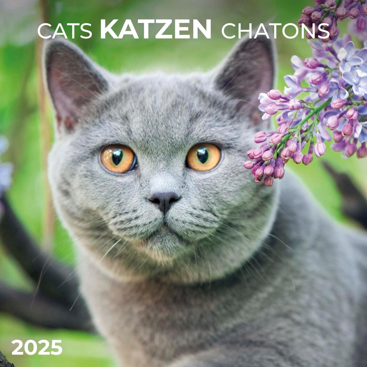 Cover: 9783959294522 | Cats/Katzen 2025 | Kalender 2025 | Kalender | Artwork Edition | 28 S.