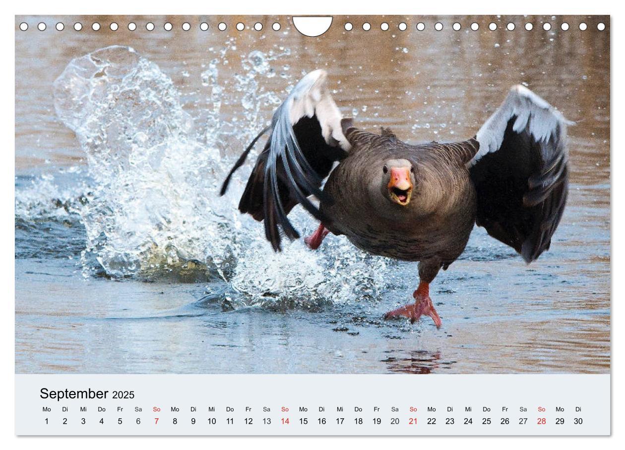 Bild: 9783435316755 | Gänse. Von wegen dumme Gans! (Wandkalender 2025 DIN A4 quer),...