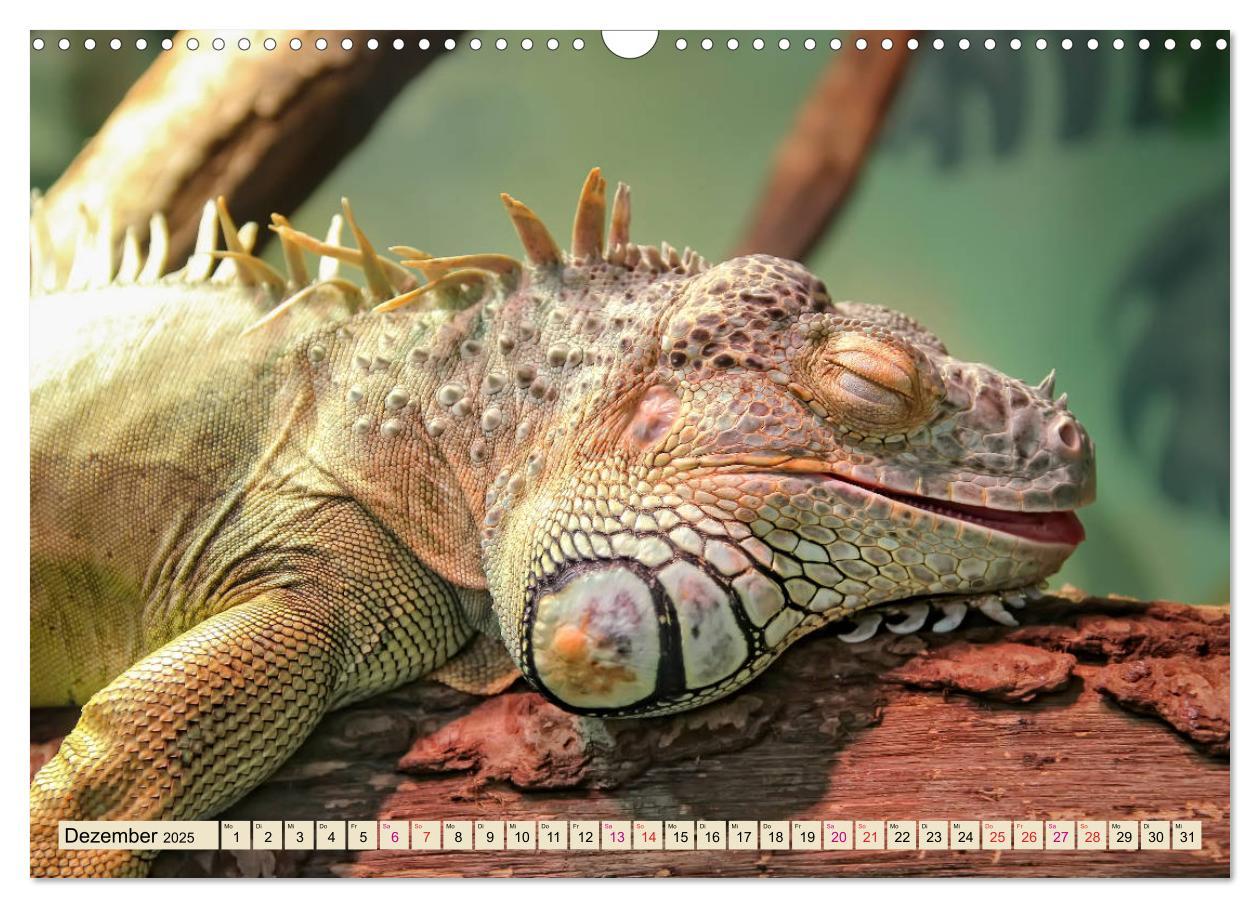 Bild: 9783435335527 | Wunderschöner Leguan (Wandkalender 2025 DIN A3 quer), CALVENDO...