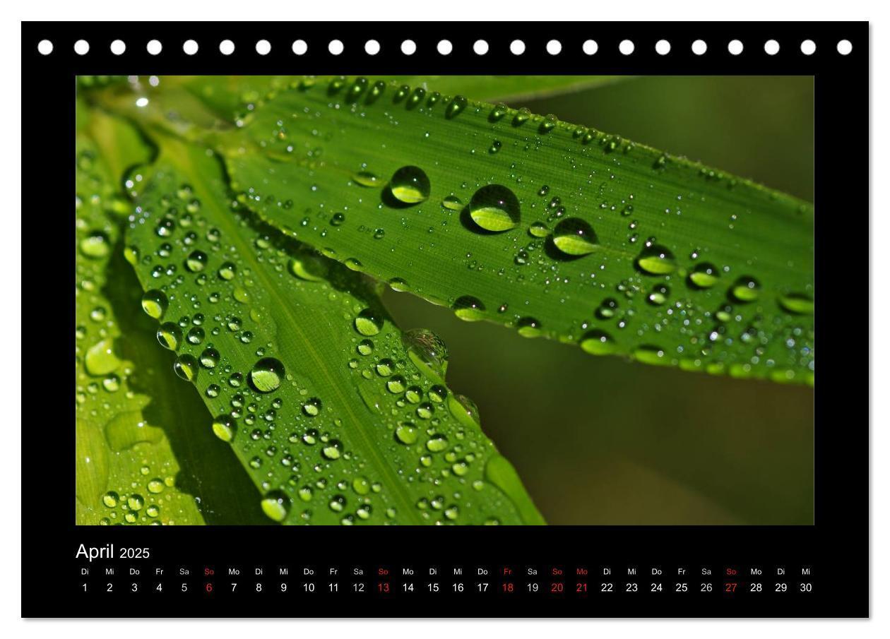 Bild: 9783435838981 | Meine kleine grüne Wassertropfen Welt (Tischkalender 2025 DIN A5...