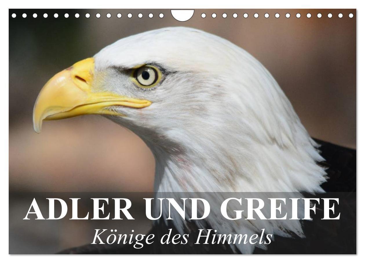 Cover: 9783435651191 | Adler und Greife - Könige des Himmels (Wandkalender 2025 DIN A4...