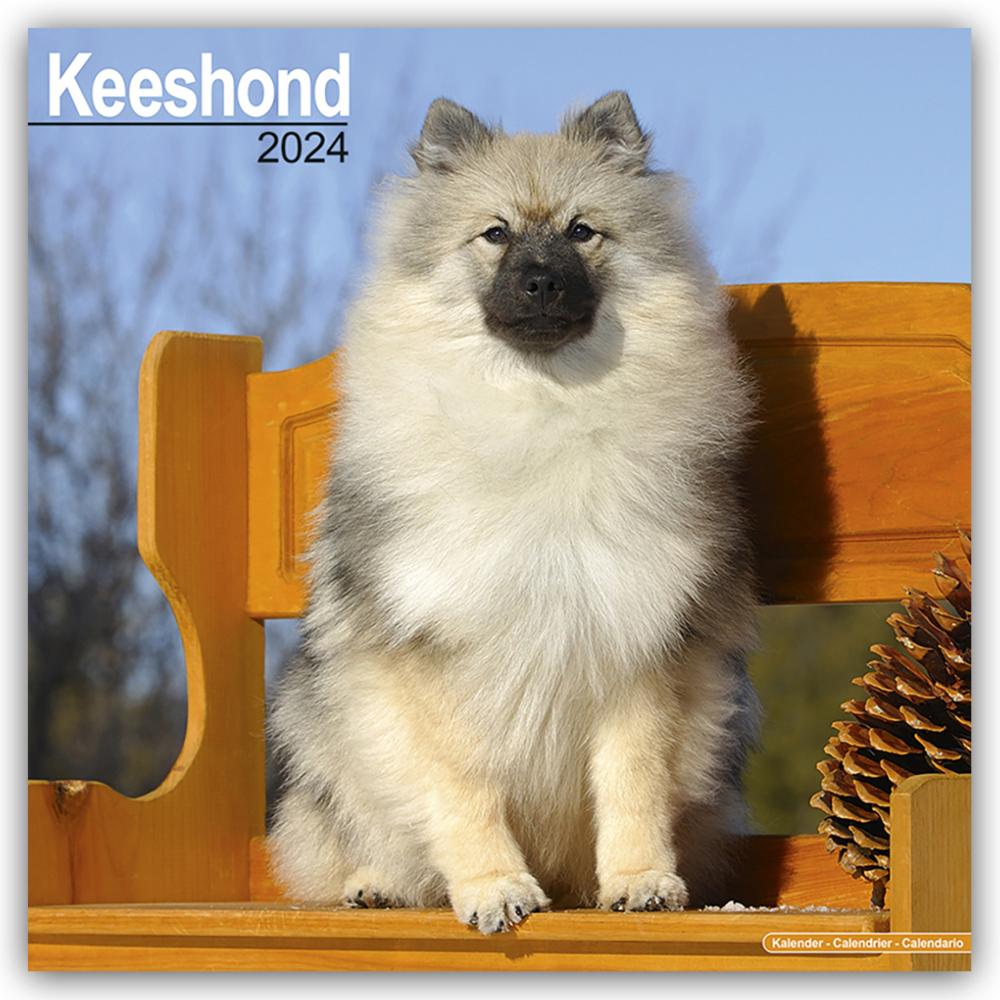 Cover: 9781804600580 | Keeshond - Wolfsspitz 2024 - 16-Monatskalender | Ltd | Kalender | 2024