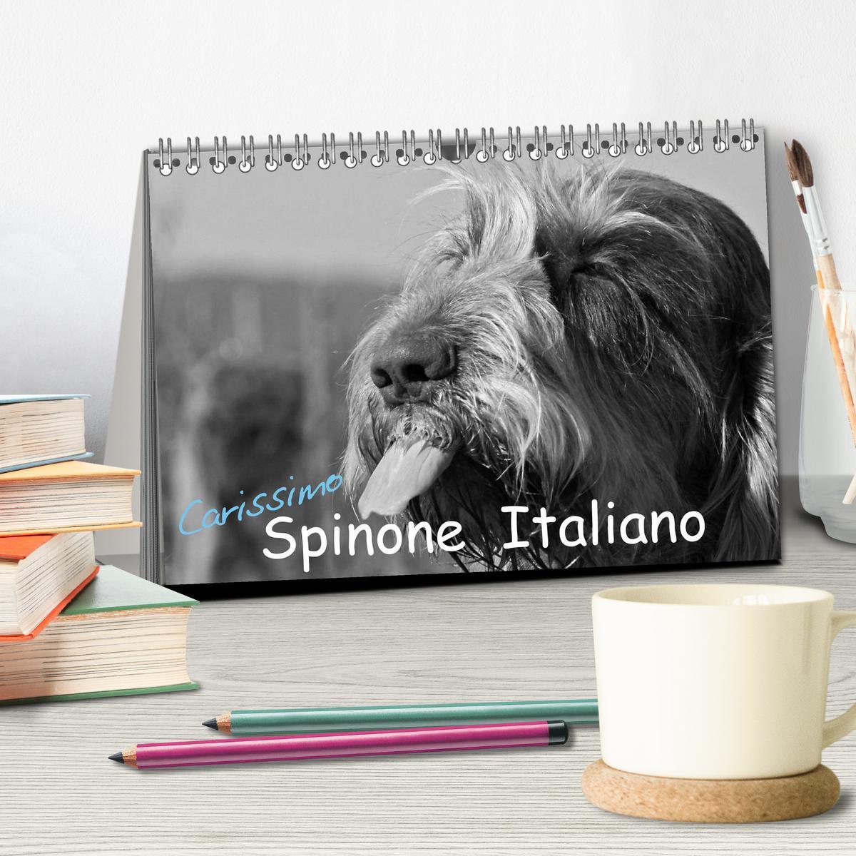 Bild: 9783435628575 | Carissimo Spinone Italiano (Tischkalender 2025 DIN A5 quer),...