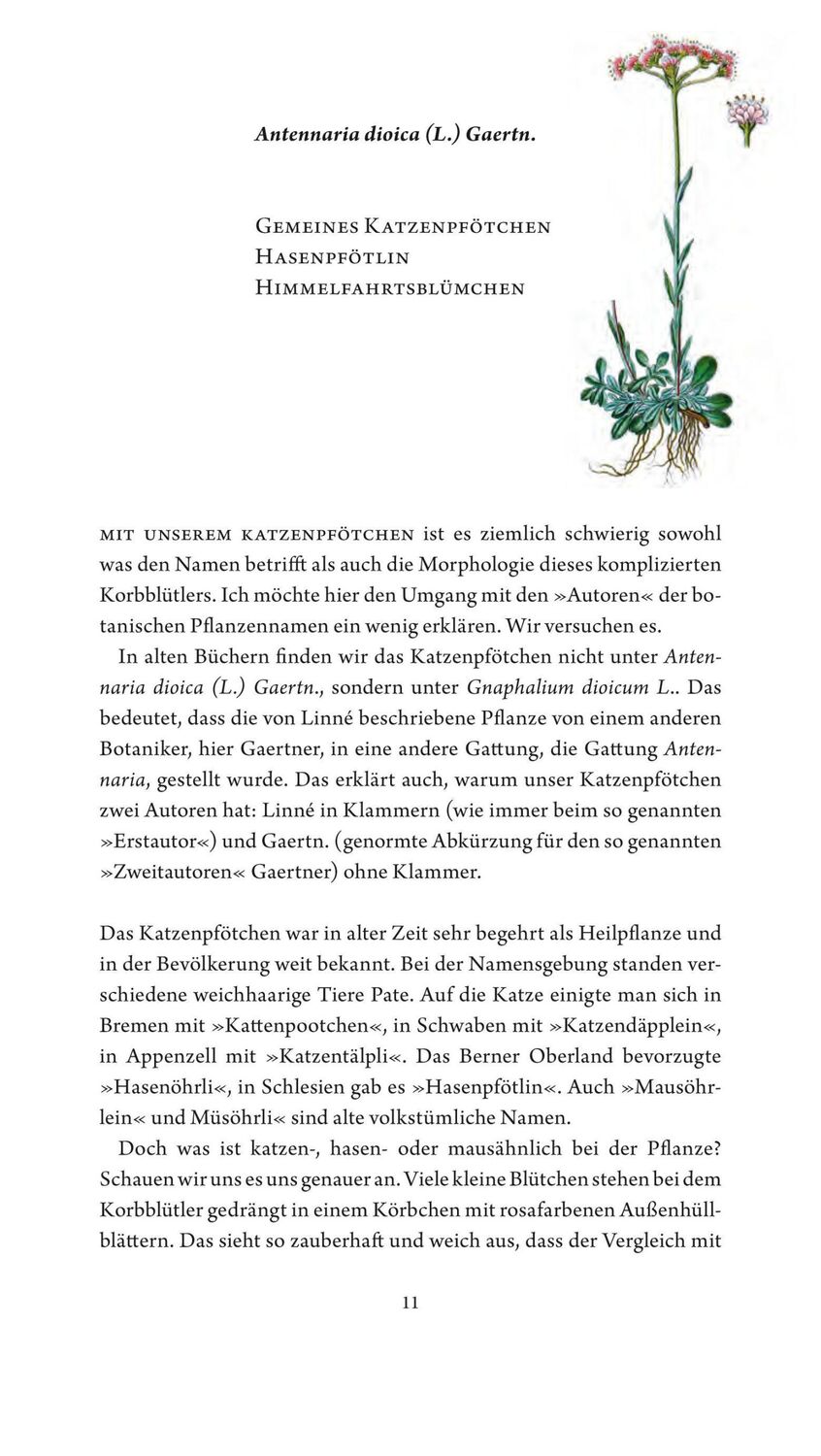 Bild: 9783887473297 | Jungfer im Grünen und Tausendgüldenkraut | Rosemarie Gebauer | Buch