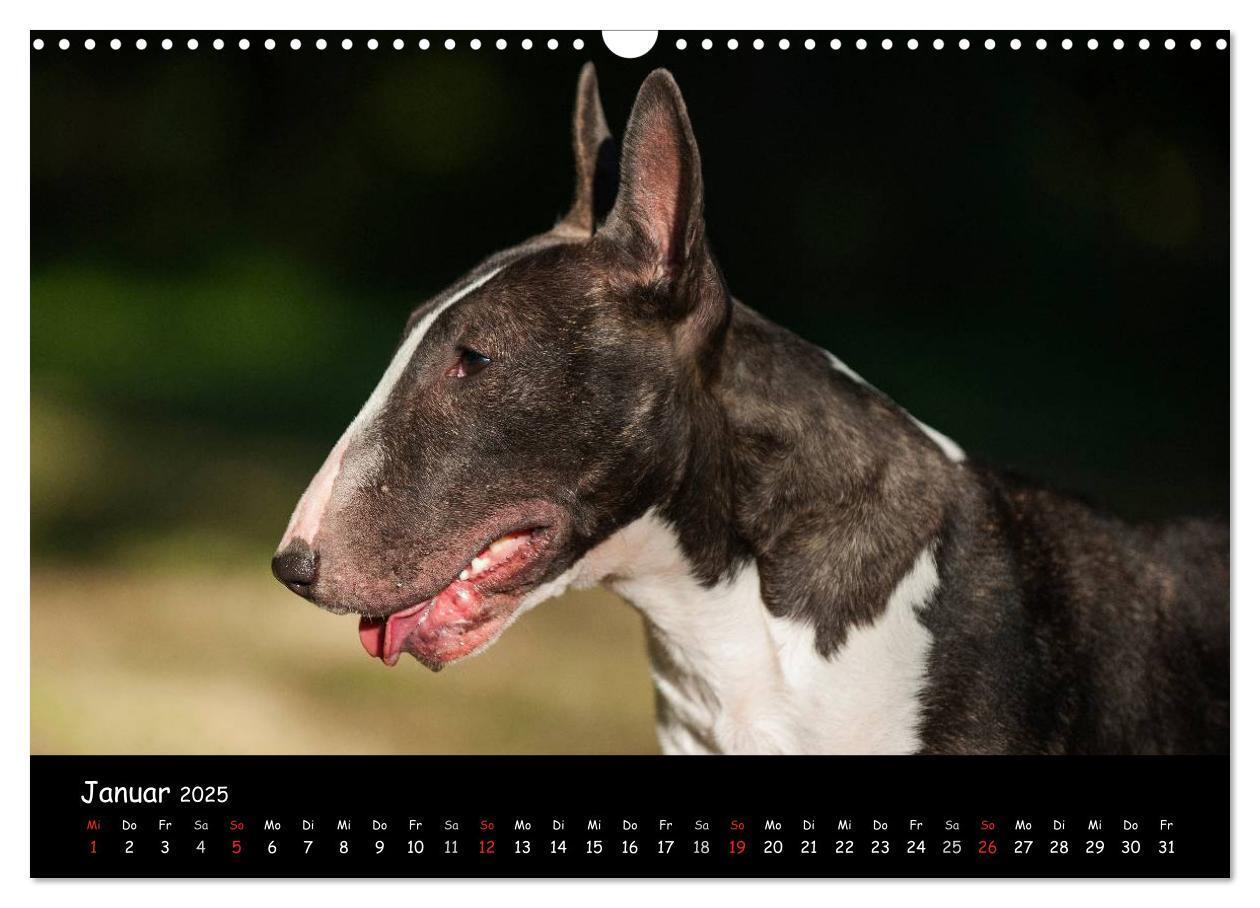 Bild: 9783435768462 | Bullterrier (Wandkalender 2025 DIN A3 quer), CALVENDO Monatskalender