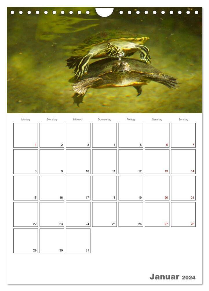 Bild: 9783383242717 | Langsame Schildkröten (Wandkalender 2024 DIN A4 hoch), CALVENDO...