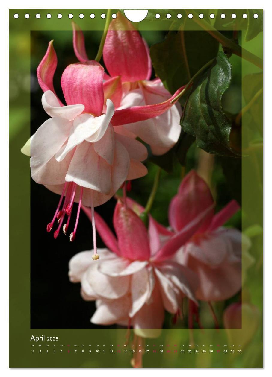 Bild: 9783457050545 | Faszinierende Fuchsien (Wandkalender 2025 DIN A4 hoch), CALVENDO...