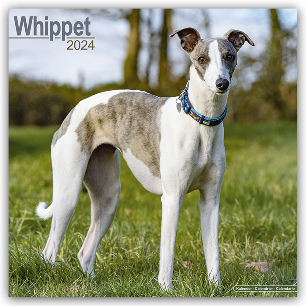 Cover: 9781804601051 | Whippet - Kleine Englische Windhunde 2024 - 16-Monatskalender | Ltd.