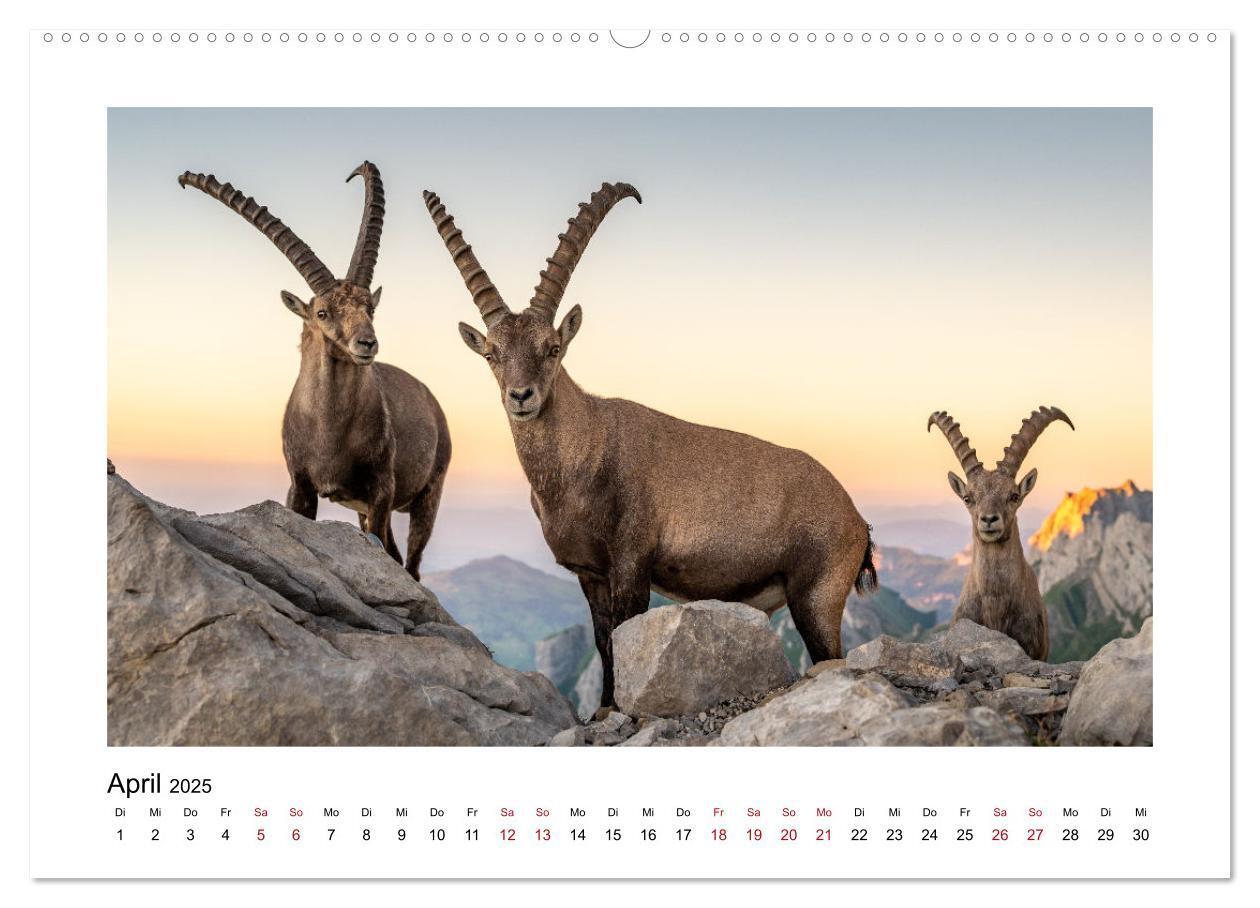 Bild: 9783383907562 | Steinböcke - Die Könige der Alpen (Wandkalender 2025 DIN A2 quer),...