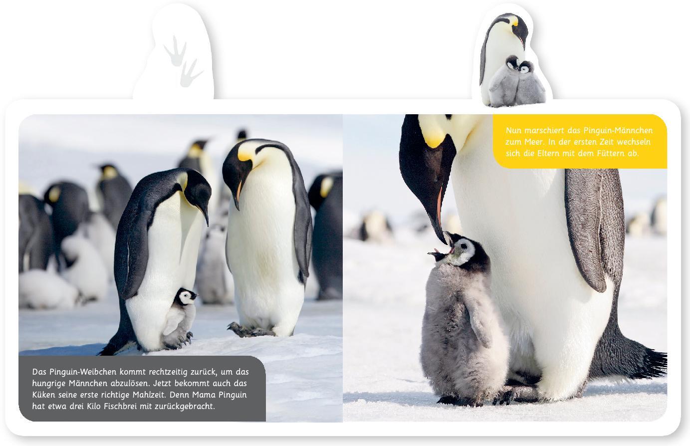 Bild: 9783946360070 | Mein kleines Tier-Lexikon - Der Pinguin | Hannah Kastenhuber | Buch