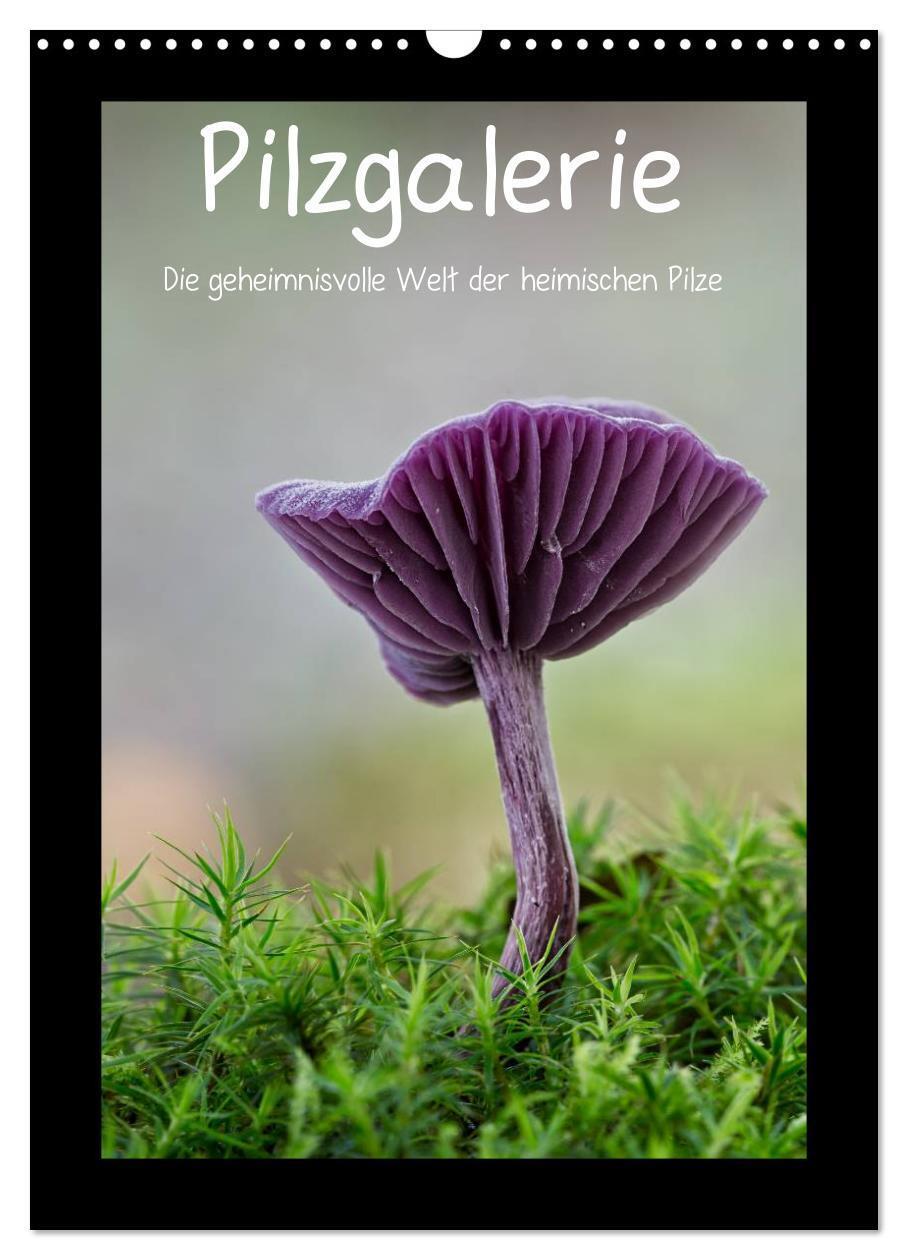 Cover: 9783675762640 | Pilzgalerie - Die geheimnisvolle Welt der heimischen Pilze...