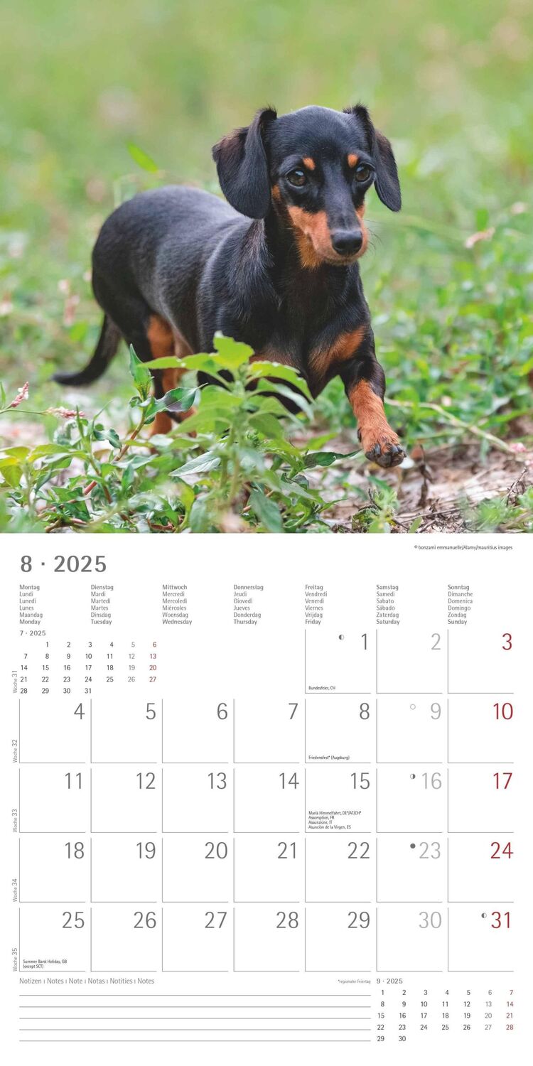 Bild: 4251732343033 | Dackel 2025 - Broschürenkalender 30x30 cm (30x60 geöffnet) -...