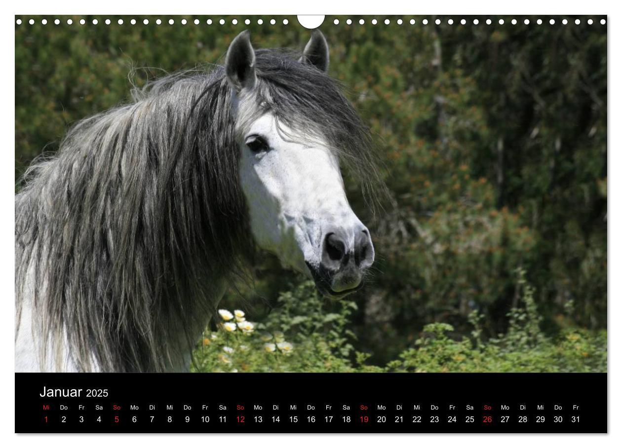 Bild: 9783435566822 | Caballos Spanische Pferde 2025 (Wandkalender 2025 DIN A3 quer),...