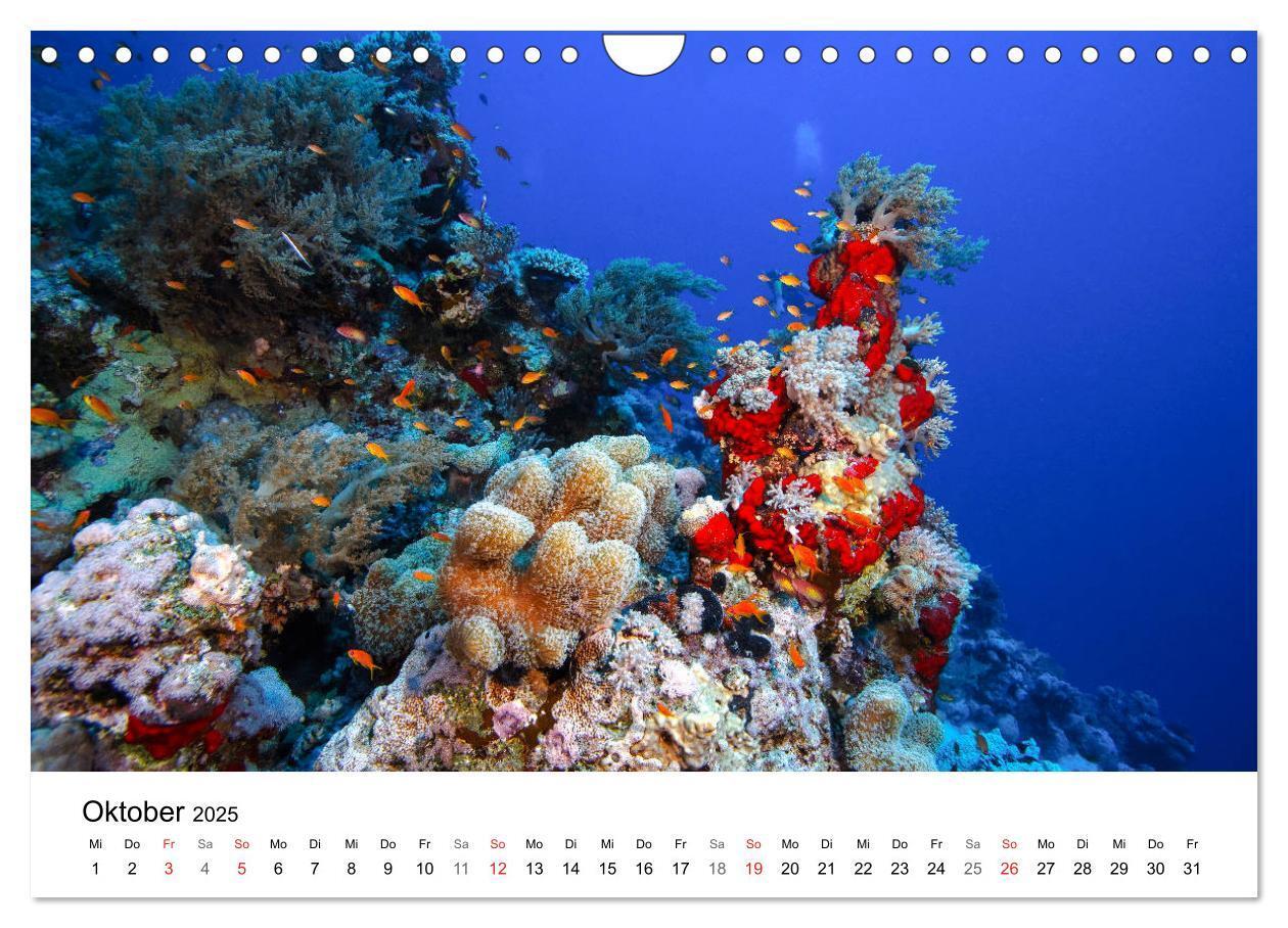 Bild: 9783435615681 | Highlights aus dem Meer - Tauchkalender (Wandkalender 2025 DIN A4...