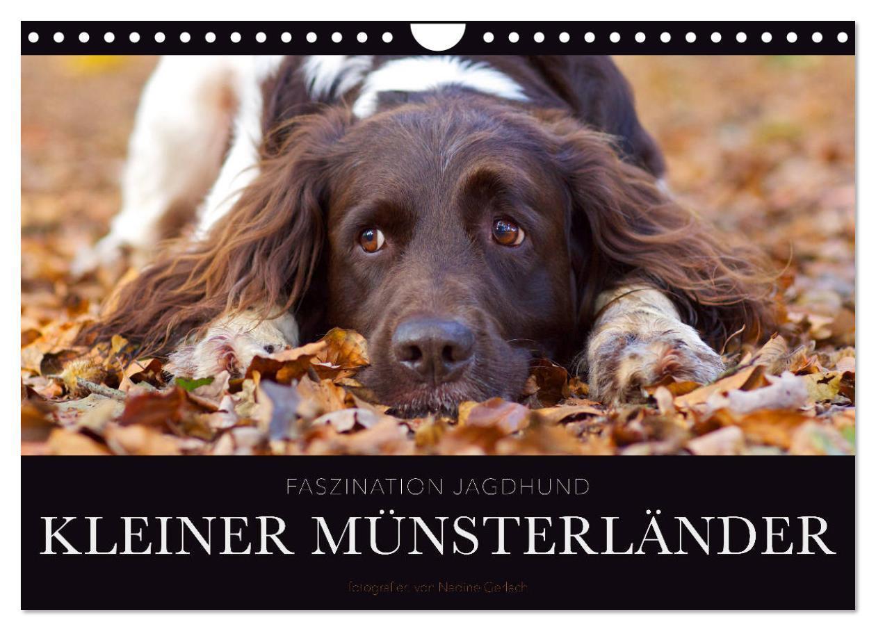 Cover: 9783675574038 | Faszination Jagdhund - Kleiner Münsterländer (Wandkalender 2024 DIN...