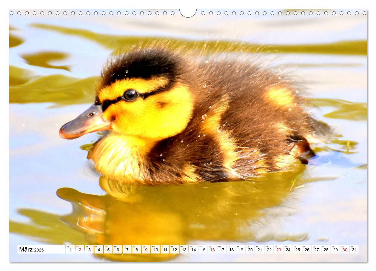 Bild: 9783435178704 | Enten. Bezaubernde und beliebte Schwimmer (Wandkalender 2025 DIN A3...