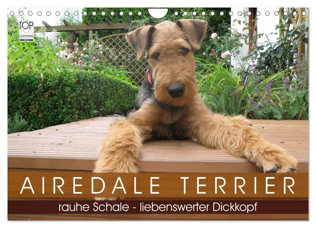 Cover: 9783675766235 | Airedale Terrier (Wandkalender 2024 DIN A4 quer), CALVENDO...