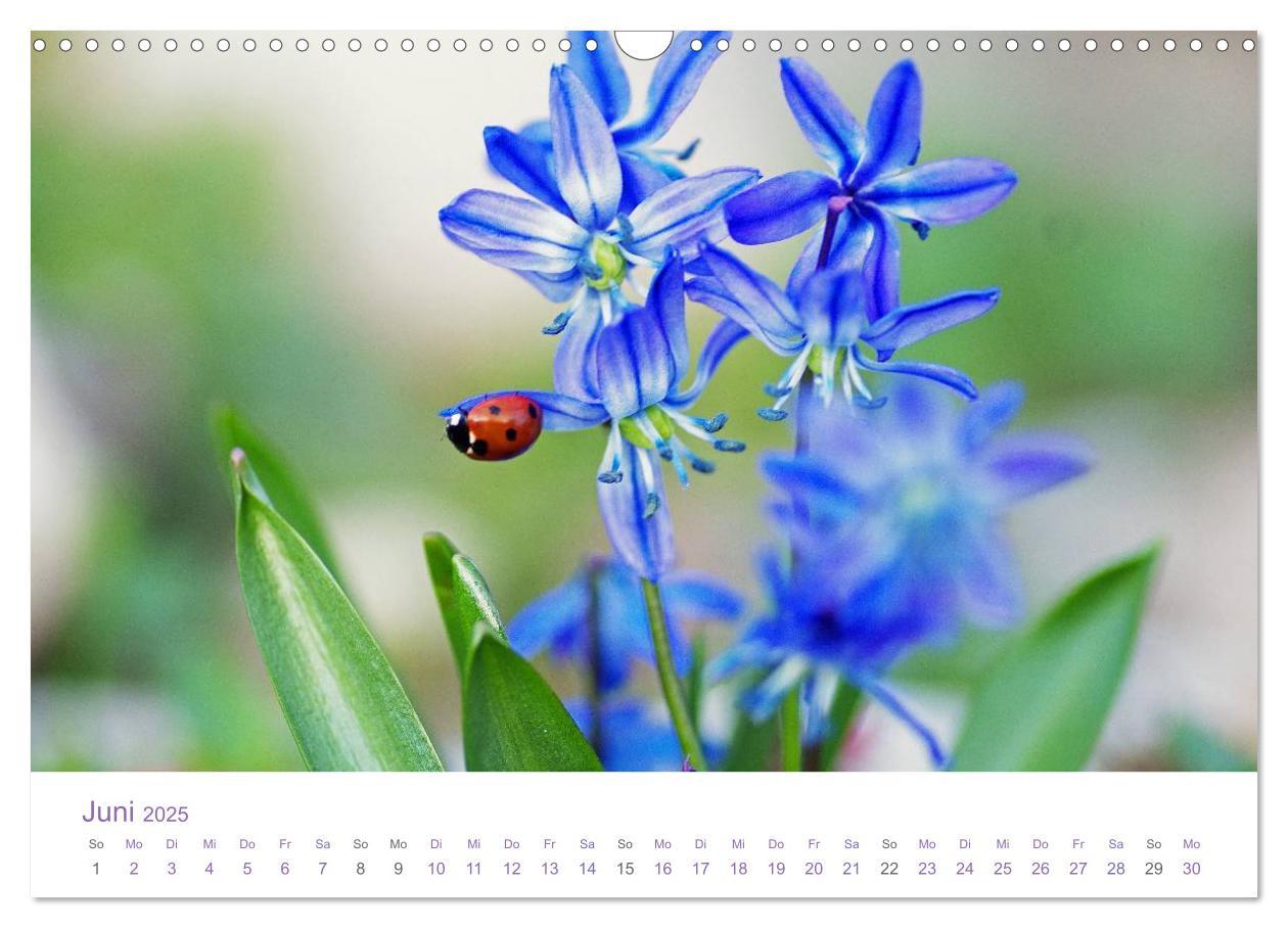 Bild: 9783435810048 | Blumen &amp; Blüten Träume (Wandkalender 2025 DIN A3 quer), CALVENDO...