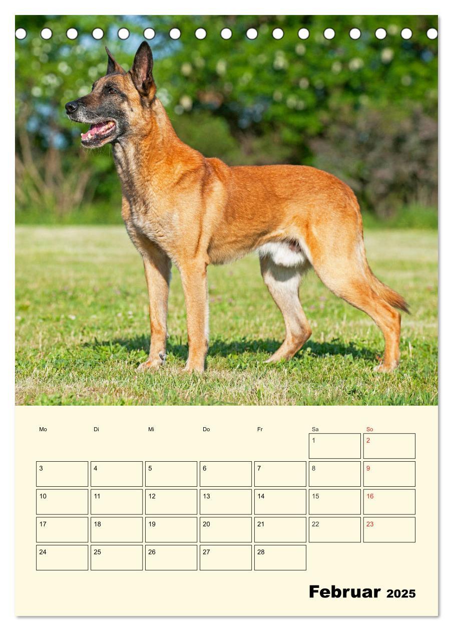 Bild: 9783435944293 | Familienplaner Tausendsassa Malinois (Tischkalender 2025 DIN A5...