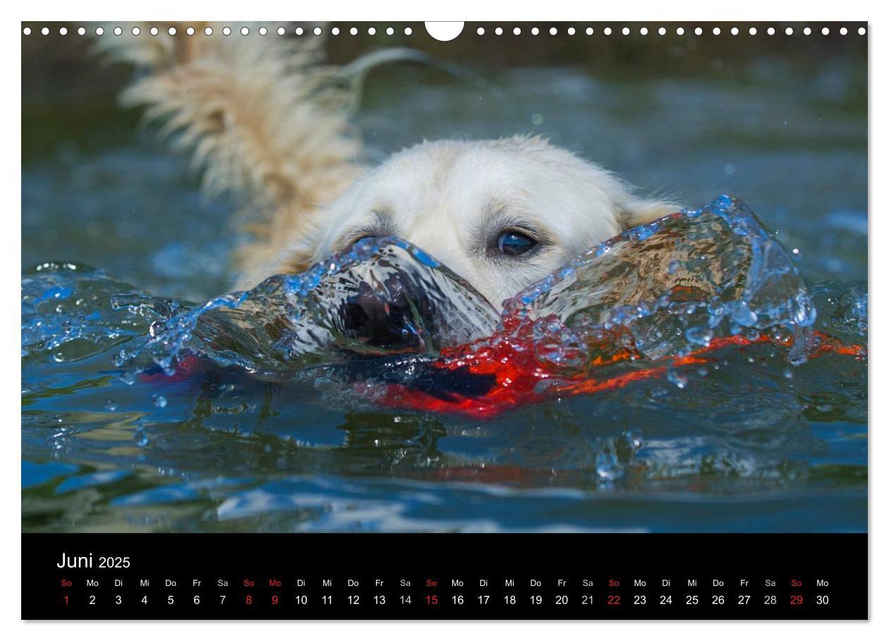 Bild: 9783435802050 | Golden Retriever - Ein Herz auf 4 Pfoten (Wandkalender 2025 DIN A3...