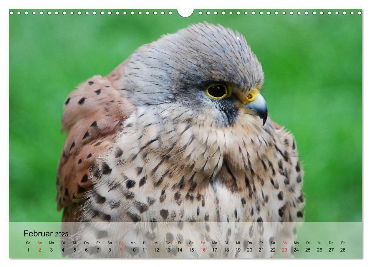 Bild: 9783435651153 | Falken und Greifvögel. Edle Jäger (Wandkalender 2025 DIN A3 quer),...